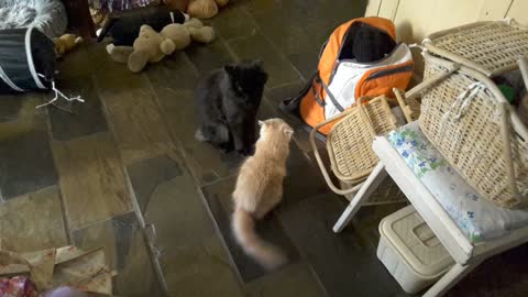 Funny Ragdoll kitten rumbles with adult black cat, not impressed