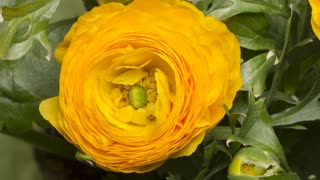 Big yellow flower with planty petals opening up