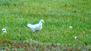 White Dove