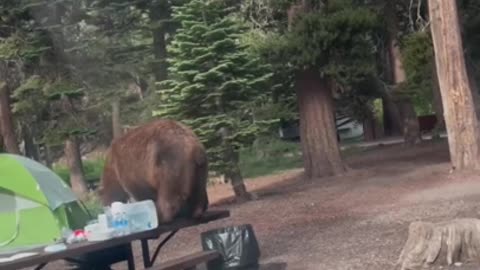 Wilderness Close Call: Campers Share Unforgettable Encounter as Hungry Bear Devours Their Food"