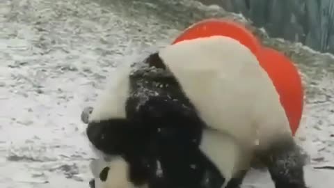 Panda fight.....