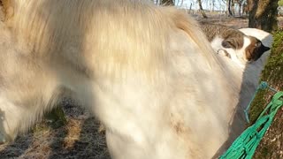 Horse and Cat Share a Tender Moment