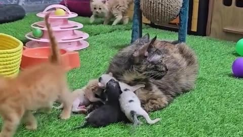 The man rescue angry mother cat protects her kittens and doesn't let anyone approach them