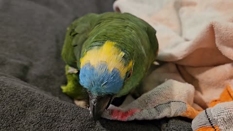 Rocco loves his towel