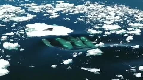 This is why orca are the king of the ocean