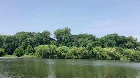 Osprey diving