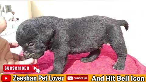Pure British black Labrador male for sale zeeshan pets lover