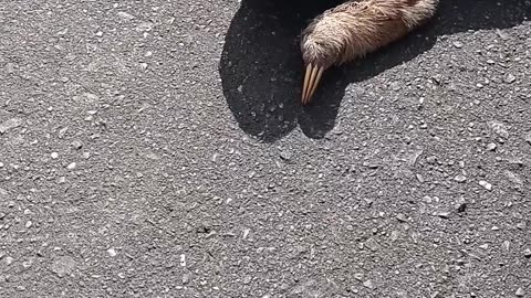 Roadside Sloth Taken Back To Trees