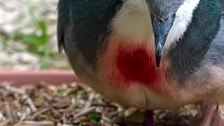 Aviary Birds #birds #bird #aves #animals #nature #cute #relax