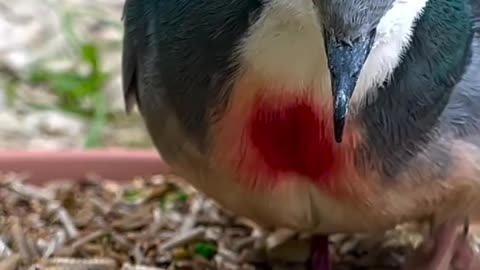 Aviary Birds #birds #bird #aves #animals #nature #cute #relax