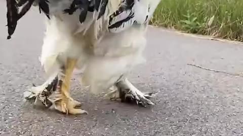 FUNNY ROOSTER, SHORT VIDEO