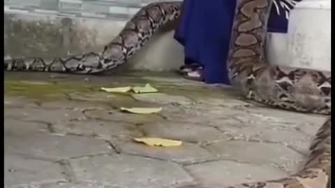 Dangerous big snake