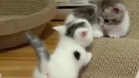 😀😃😄So Funny Cat Compilation 😻 😅🤣