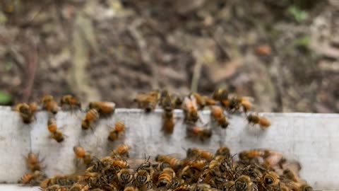 Process of producing 100% real natural honey.