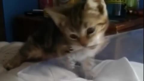 Funny cat video