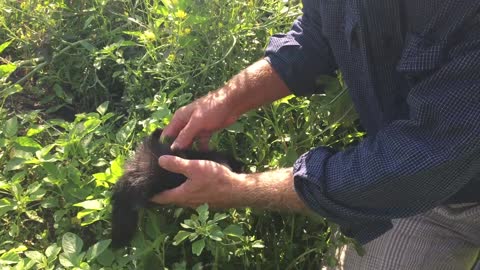 Farmer Bob's Pocket Skunk