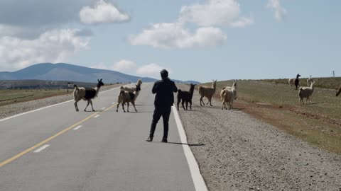 A Herd Of Llamas Crossing A Mountain Road