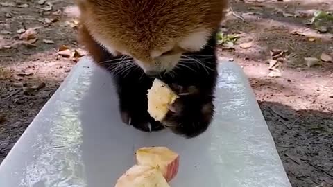 It's really nice to eat an apple on ice