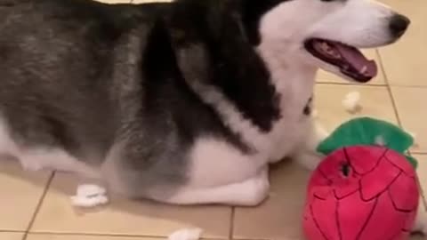 Husky Nearly PASSES OUT After Destroying Toys & Trashing House!