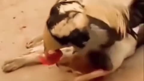 Dog and Hen funny video🤣