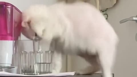 Cat funny video/ super funny😂