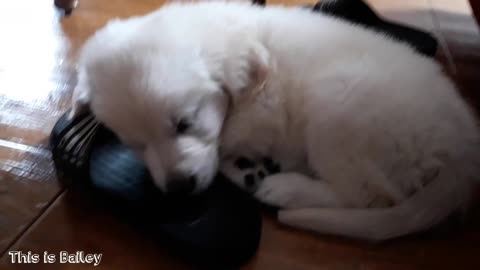 My Cute Golden Retriever Puppy Sleeping [CUTENESS OVERLOAD]