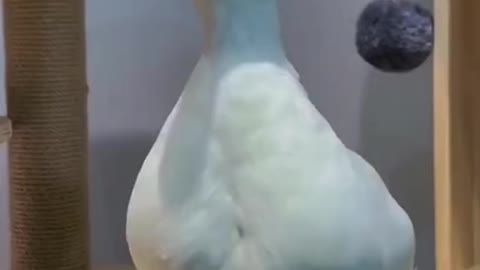 🐕 Stupid duck this is your egg 🤬