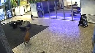 Deer Busts into Missouri Bank