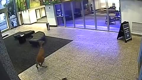 Deer Busts into Missouri Bank