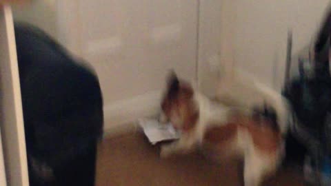 Jack Russell attacks postal delivery