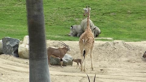 Giraffe vs Baby Gazelle - Wild Animal Park - San Diego