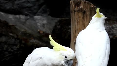 Cockatoo - The Yellow Crested Parrot