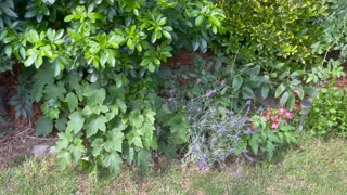 Backyard Garden Tour