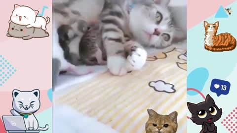 OMG It's Funny How This Cat 😻 Reacts When The Kitten Is Taken - Funny Pet Animals' Life 🤣