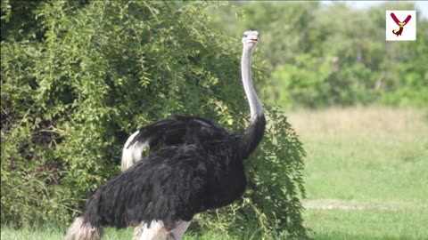 Did you know that Ostrich eat stones? Here are 10 interesting facts about ostriches