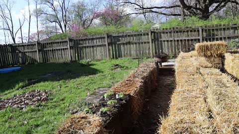 Start of Straw Bale Garden