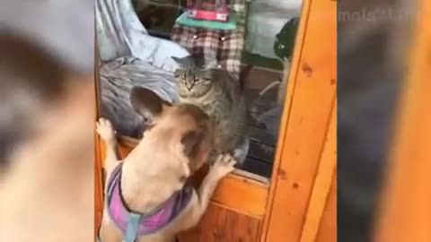 cat ,, and dog,,,,,funny
