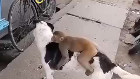 monkey_and_dog_friendship video