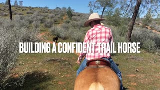On the trail projects - Building a confident lead horse