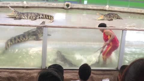 Alligators in Bangkok