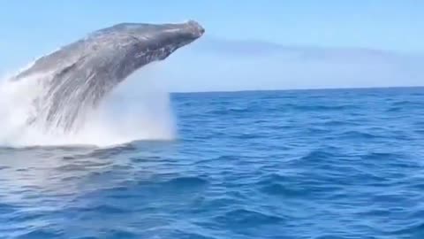 -biggest whale (2021) #shorts