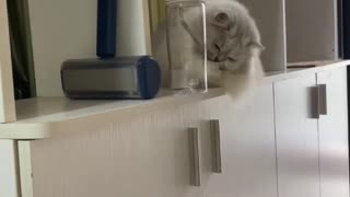 funny cat