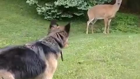 TOO FUNNY THE DEER LOOKS AT THE DOG LIKE SO WHAT 😁😂 #shorts