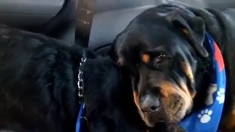 Dog rottweiler crying next to his dead brother!