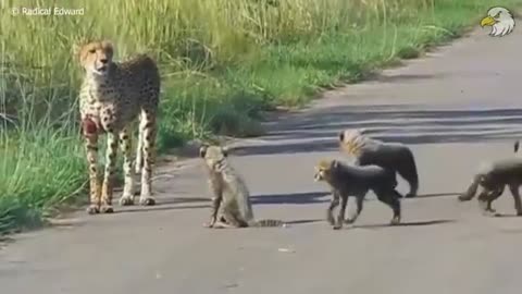 Injured Cheetah When Choosing Wrong Opponent, Can It Survive ? Wild Animals