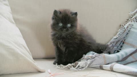 A Pet Kitten Playing With A Blanket In The Sofa