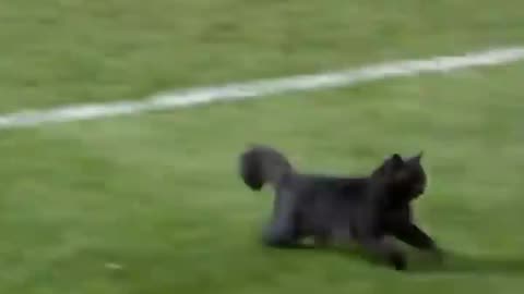 Black cat runs on field and SCORE A GOAL!!!