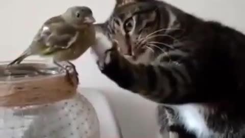 So cutest cat try touch on little bird