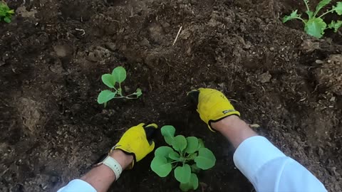 Winter gardening. Weeding and clearing garden. Getting ready to plant Winter garden.