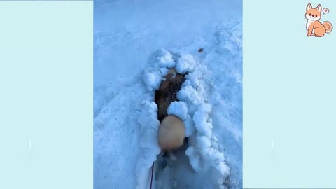 Husky misdentifies itself as a mole